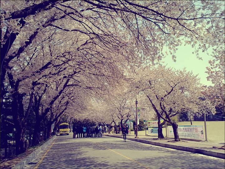 顺天乡大学校园内的樱花大道
